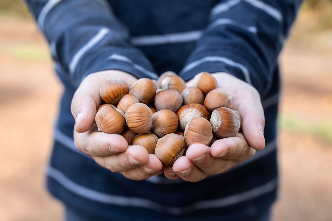 Hand full of hazelnuts 