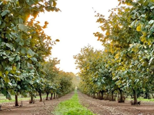 Coming to Tasmania? Plan a trip to the farm!